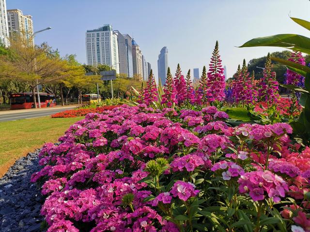 不服不行！深圳第一景觀大道又換鮮花了，顏值真的沒(méi)得說(shuō)