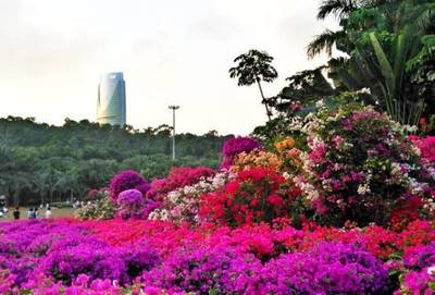 深圳蓮花山公園第19屆市花展 簕杜鵑綻放，美翻鵬城