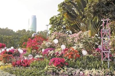 2020深圳簕杜鵑花展 花海爭(zhēng)艷，市民熱情高漲迎周末