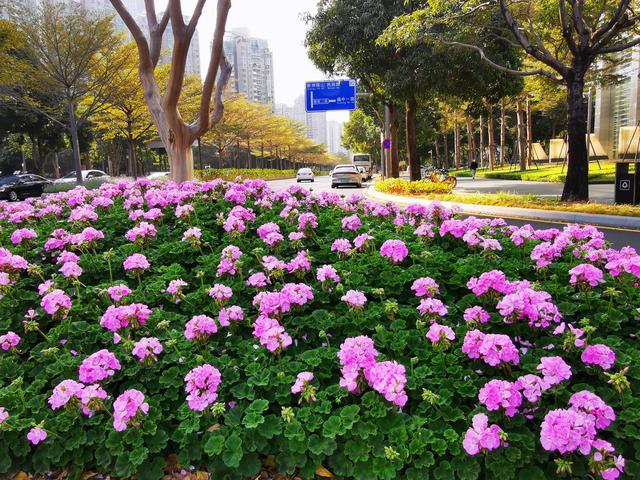 深圳 千園之城，花卉綠意點綴都市繁華