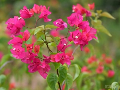 花開紫荊園，綠意滿人間——記深圳花卉之美