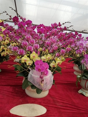 深圳蝴蝶蘭批發與南山花卉盆栽價格指南