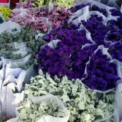 深圳花卉世界購物指南 地址、電話、營業(yè)時(shí)間與價(jià)格一覽