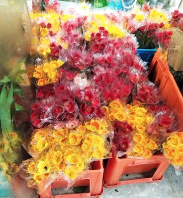 深圳百合花卉小鎮(zhèn)游玩攻略 2018年花海漫步與休閑指南