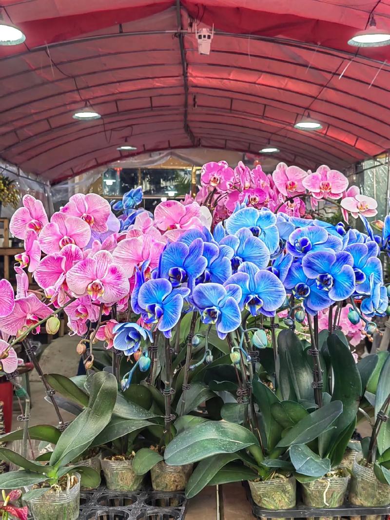 花開富貴好運(yùn)來 八卦嶺春節(jié)花卉市場，奏響新春序曲