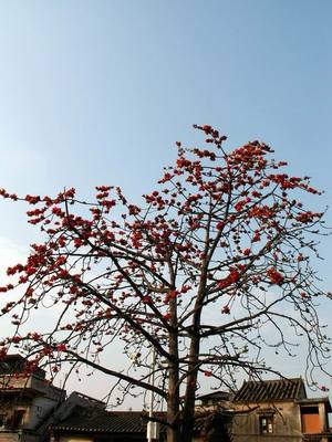 深圳木棉花 城市脈動(dòng)中的英雄花
