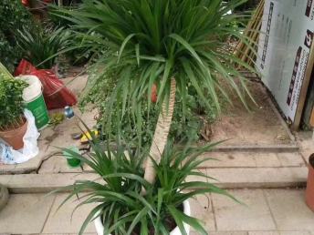 綠意盎然的鵬城 深圳園林綠化、鮮花綠植與花卉產(chǎn)業(yè)巡禮