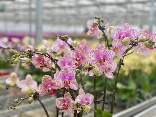 沙漠蝴蝶蘭 申城年宵花市新寵，手機(jī)下單直送到家