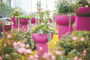 這個(gè)春節(jié)，羅湖用鮮花“裝點(diǎn)”濃濃年味兒